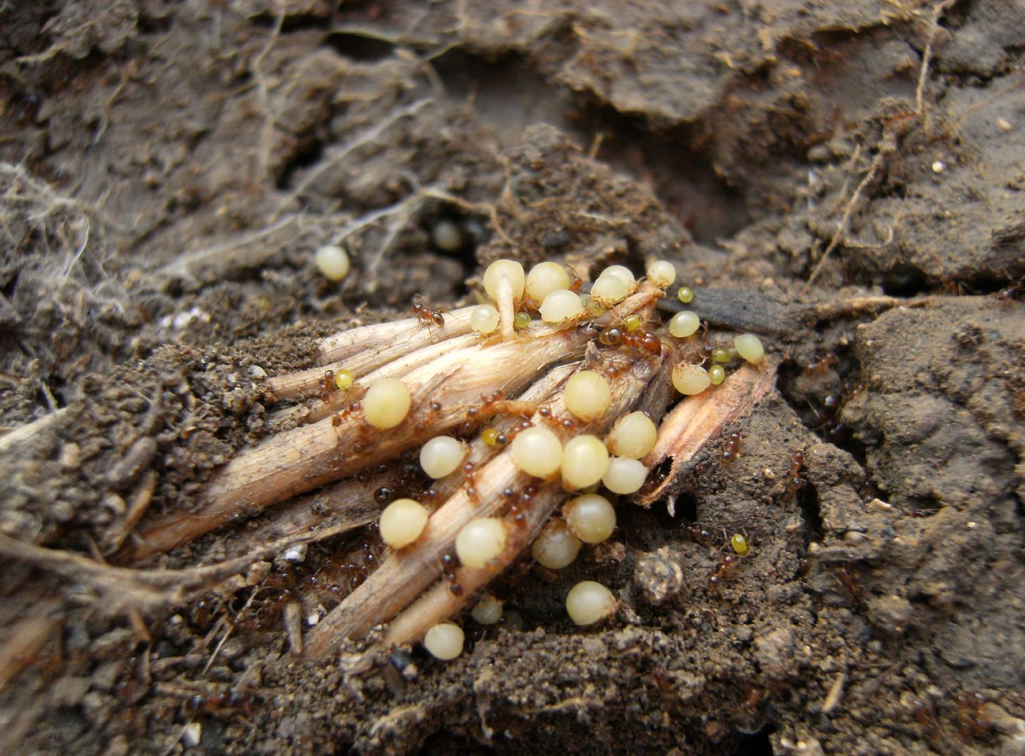 Aphididae ospiti delle formiche Tetramorium : Paracletus cimiciformis